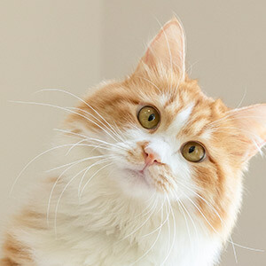 股票期权是什么意思_配资炒股被骗怎么办_股指期货配资 广州