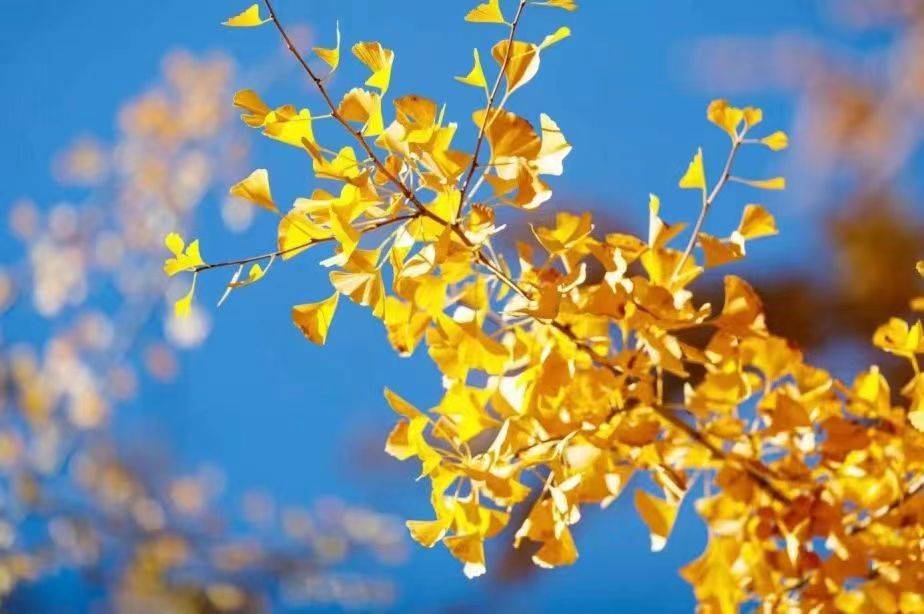 中国人民大学-加拿大女王大学金融硕士招生简章_中国人民大学财政金融学院_人大女王金融硕士项目