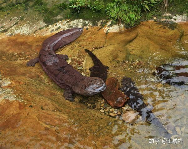凤凰古城景点介绍_凤凰金融平台_凤凰古城旅游攻略